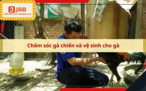 Chăm sóc gà chiến và vệ sinh cho gà