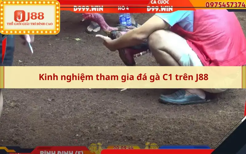 Kinh nghiệm tham gia đá gà C1 trên J88