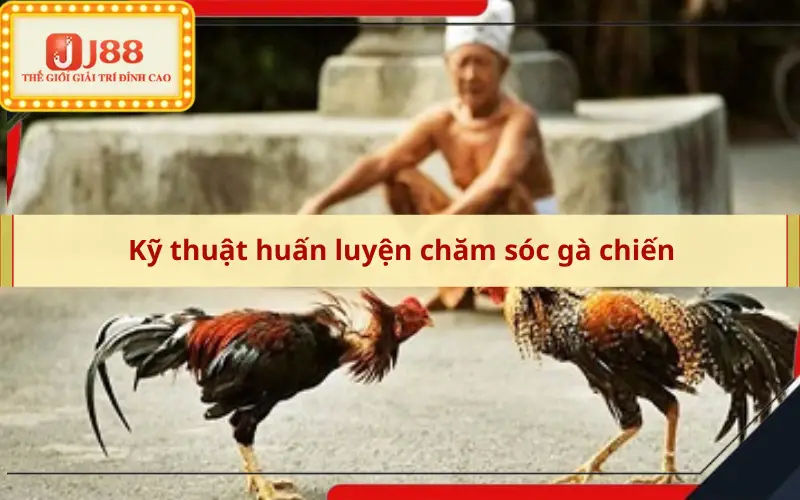 Kỹ thuật huấn luyện chăm sóc gà chiến