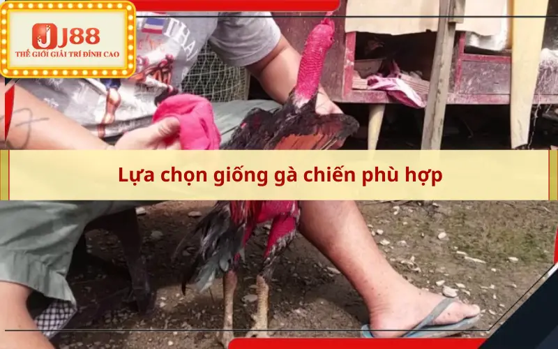 Lựa chọn giống gà chiến phù hợp