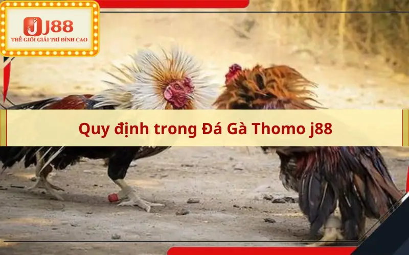 Quy định trong Đá Gà Thomo j88