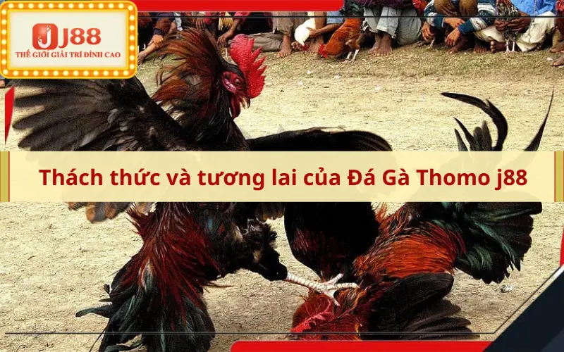 Thách thức và tương lai của Đá Gà Thomo j88