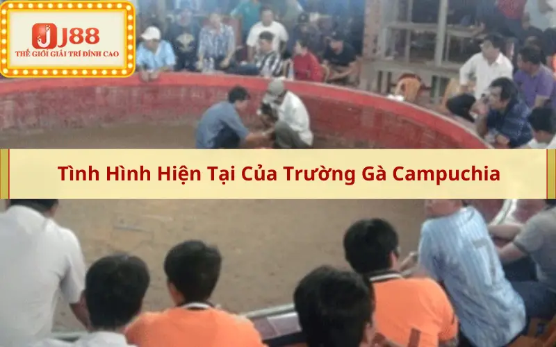 Tình Hình Hiện Tại Của Trường Gà Campuchia