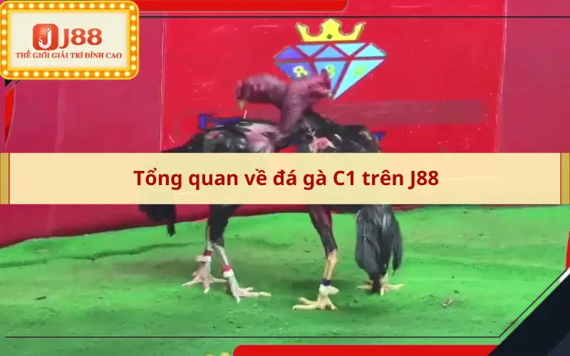 Tổng quan về đá gà C1 trên J88